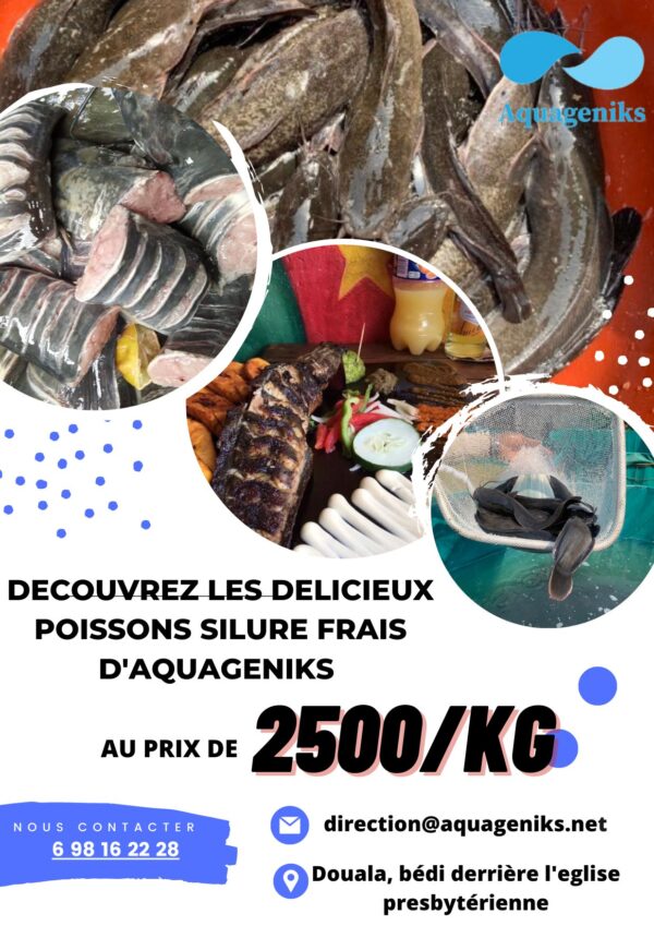 Poissons silure Frais - 1kg