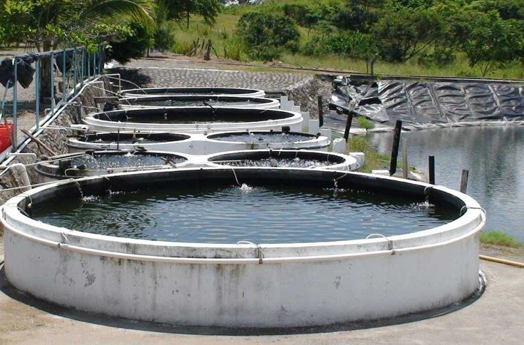 pisciculture urbaine au Cameroun