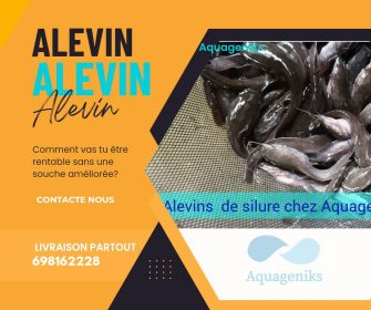 Alevins-pub-2